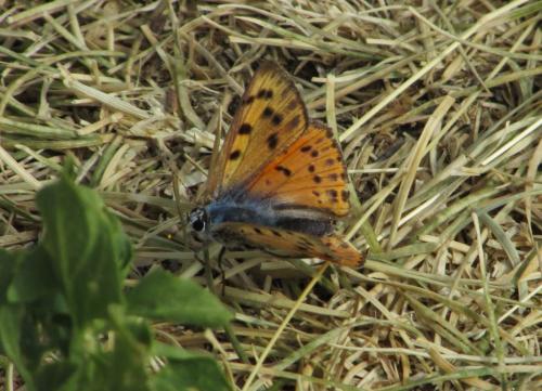 Réf. 212 113 : Lycaena alciphron
